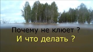 Не клюет у рыб нет клюва
