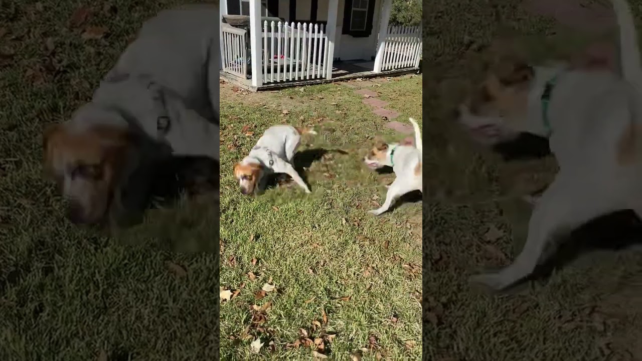 Enlarge Freckles, a ADOPTABLE mixed breed in Southport, CT video 4/6