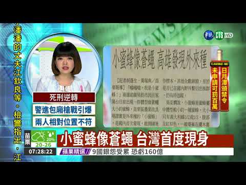 小蜜蜂像蒼蠅 台灣首度現身