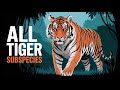 All 9 Tiger Subspecies Living Extinct Names Facts Status