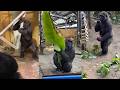 Kintaro The Gorilla A Day Of Mischief Play At Kyoto Zoo