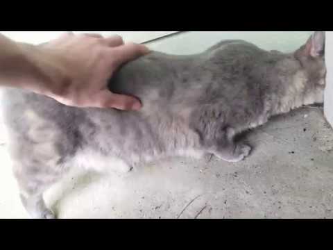 My 4K Cat and Her Insecurities!