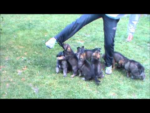 Vrh "F" z Jukasu - 6 týdnů (Aischa z Jukasu x Black-Jack v.d. Teufelskehle)