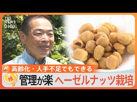 ヘーゼルナッツブッシュ、一般的なヘーゼルナッツ 植物