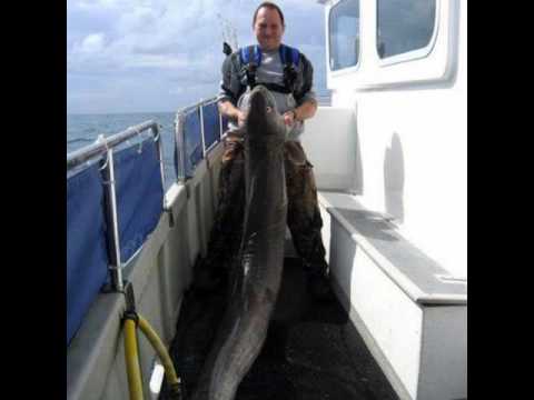 Ep  76 Roger Beer, Monster Conger Eels