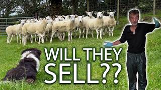 Getting Our Hoggs Ready For The Market