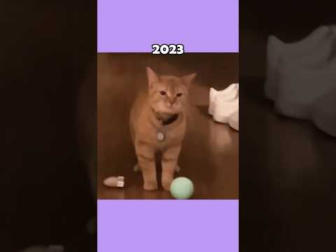 Where Are The Famous Cat Memes Now?💔🕊️ (ThenVsNow) #shorts