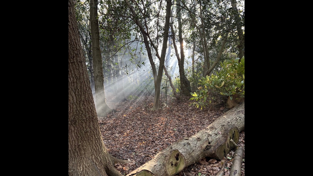 Walking in Knowle Woods - April 2026