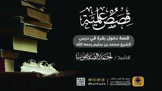 صورة قصة دخول بقرة في درس الشيخ محمد بن سليم رحمه الله