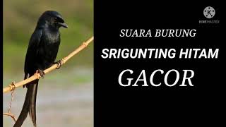 Download lagu Suara Burung Srigunting Hitam Gacor Full Isian mp3