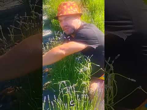 фото лавандовое полюшко под минском 0