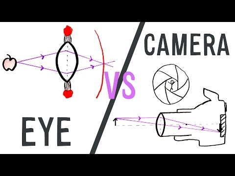 Eye vs Camera | GCSE Physics | Doodle Science