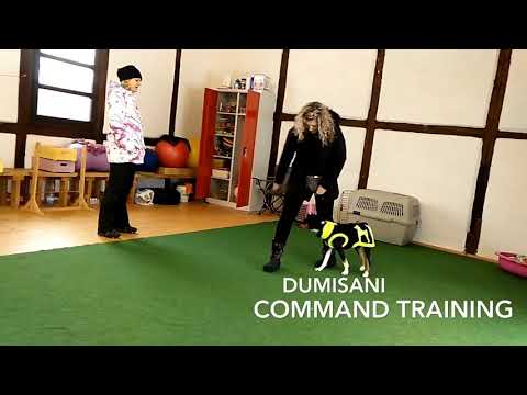 Basenji - command and dexterity training