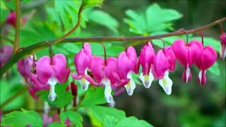 How to Grow Bleeding Heart Plants from Cuttings