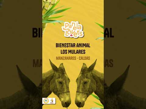 Panela Lovers 2026 | Capítulo "Bienestar Animal Los Mulares" | Manzanares, Caldas