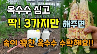 옥수수 심고 딱 3가지만 해주세요 속꽉찬 옥수수 수확합니다 옥수수키우기