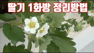 딸기 1화방 관리 방법!!! 조빅배양묘가 다 좋을까? 장점 단점 공개!!
