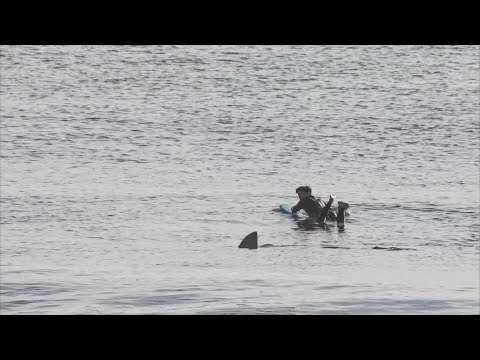 MA surfer has close encounter with shark