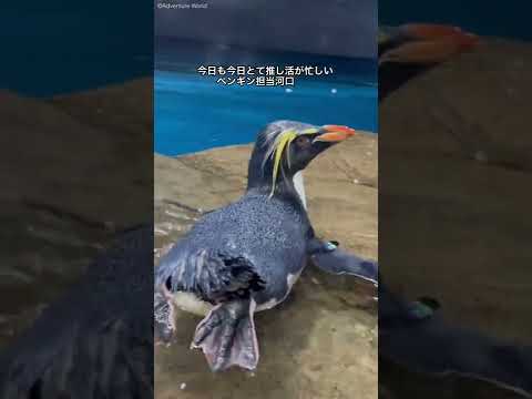 リトルペンギン アルカトルダ