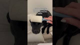 My black lab sheds 24/7😝 #dogs #cute #youtubeshorts #funny #puppy #love #labrador