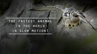 Filming the fastest animal in the world! The Peregrine Falcon