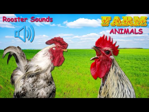 ROOSTER CROWING, Rooster Crowing Sound Effects 2022, Rooster Sounds