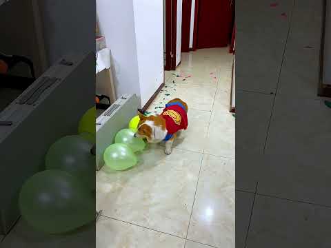 This Dog's Final Balloon Changed Everything! 🐶🎈😱