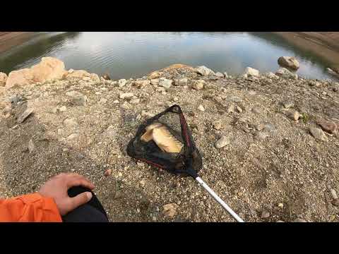 lrf ile balık avı - lrf kasna avı - vibrasyona gelen dev sazan - kaçan balık büyük olur