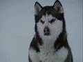 You Are Not Alone-Eight Below Clips 
