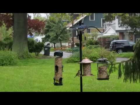 Birds at the feeder. Blue Jays, Redheaded Woodpecker,Sparrows