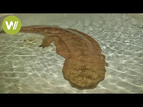 200-year-old giant salamander discovered in China