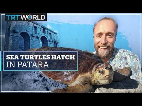 ‘Caretta caretta’ loggerhead sea turtles hatch next to  ancient city of Patara