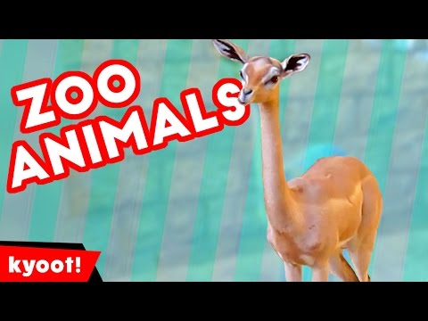 The Funniest Cutest Zoo Animal Home Video Bloopers of 2016 Weekly Compilation | Kyoot Animals