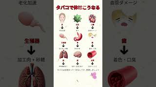 タバコを吸うと体はこうなる #タバコ #禁煙 #喫煙 #健康情報 #肺健康 #血管健康 #健康管理 #生活習慣 #禁煙チャレンジ #健康習慣