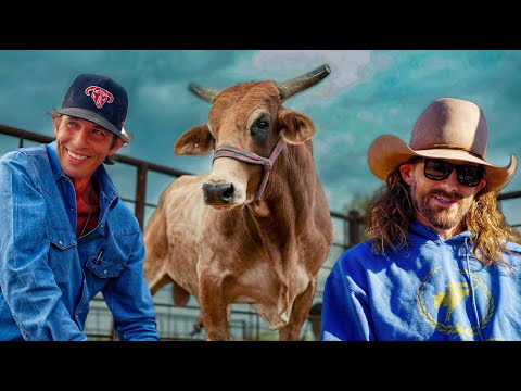 New MEAN Bulls From JB Mauney! Rodeo Time 466