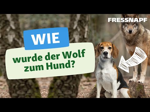 Wie der Wolf zum Hund wurde: Die Geschichte des Hundes