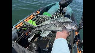 Black Sea Bass Take Two
