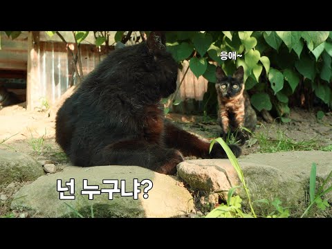 가출한 고양이 대신 집에 들어온 아기고양이