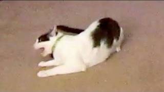 GET BACK HERE & PET ME!!!