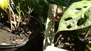 Download lagu ASAL USUL NAMA JANDA BOLONG YANG BISA SAMPAI VIRAL ! mp3 Download lagu ASAL USUL NAMA JANDA BOLONG YANG BISA SAMPAI VIRAL ! mp3