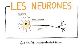 Vignette de NEUROSCIENCES EN DESSINS : Les neurones