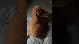 返さないもん