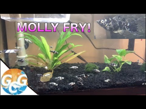 How To Care For Dalmatian Molly Fry :: My Fish Had Babies!!