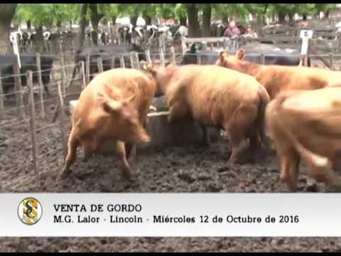 12-10-16 - Venta de Gordo - M.G. Lalor S.A. - Lincoln