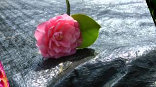 Libertango - M.Karadaglic Photos Michèle Poulain