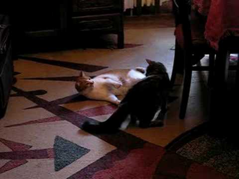 Kiki playing with Rowena