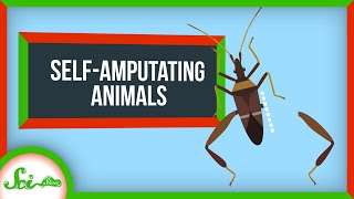 Why Animals Keep Self-Amputating