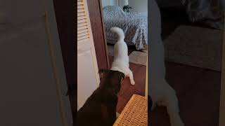 Video preview image #1 American Eskimo Dog-Unknown Mix Puppy For Sale in Lindsay, CA, USA