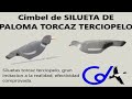 Video: SILUETA DE PALOMA TORCAZ TERCIOPELO 