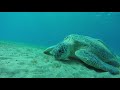 Ägypten, Blue Ocean Diving Center, Schildkröten, Blue Ocean Diving Center, Abu Dabbab, Ägypten, Marsa Alam und südlich